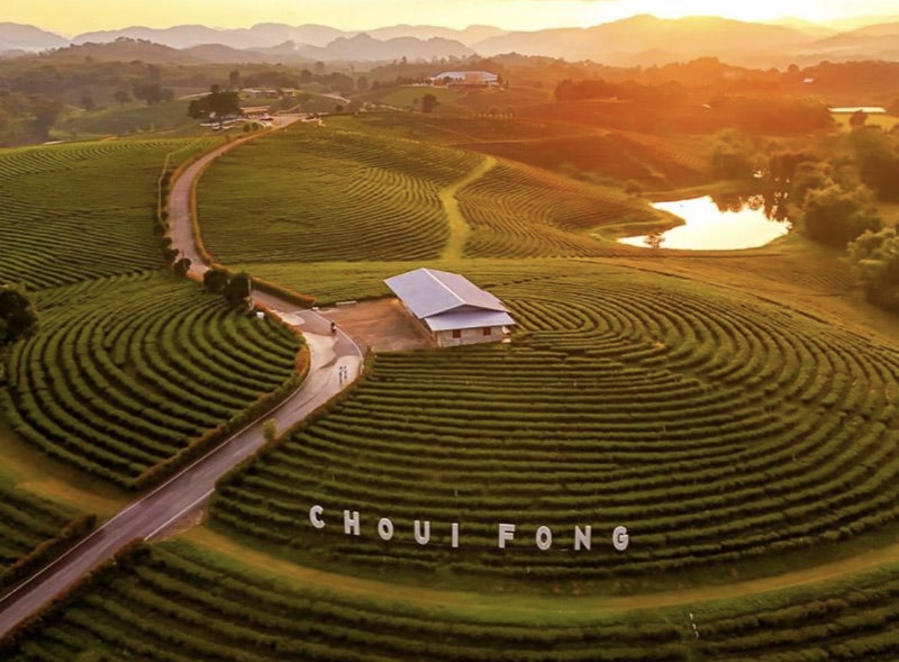 Choui Fong Tea Plantation